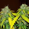 Качественные семена конопли Bubblelicious feminised Ganja Seeds