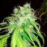 Качественные семена каннабиса Bubblelicious feminised Ganja Seeds