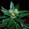 Купить семена  Auto Dedoverde Haze feminised Ganja Seeds