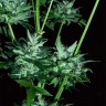 Купить сорт  Auto Dedoverde Haze feminised Ganja Seeds