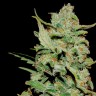 Семена марихуаны Honey B feminised Ganja Seeds