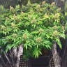 Качественные семена марихуаны Early Skunk feminised Ganja Seeds
