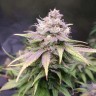купить семена конопли Jack Herer feminised Victory Seeds