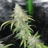 семена конопли Украина Jack Herer feminised Victory Seeds