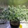 заказ семян конопли Киев Jack Herer feminised Victory Seeds