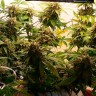 семена конопли индика Auto Galaktika feminised