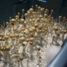 купить качественные споры псилоцибиновых грибов Z-strain