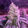 семена конопли Northern Light feminised Victory Seeds