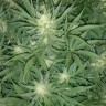 Auto Gelato feminised Ganja Seeds качественные семена конопли покупка и доставка