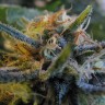 заказ семян конопли Top Skunk 44 feminised Ganja Seeds