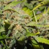 где заказать семена конопли Top Skunk 44 feminised Ganja Seeds