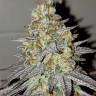 заказать качественные семена конопли NYV Diesel feminised Victory Seeds