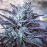 заказать на сайте семена конопли NYV Diesel feminised Victory Seeds