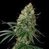 Заказать семена конопли Auto Sin Tra Bajo feminised GanjaLiveSeeds