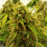 купить семена сортовой конопли Auto Jet 47 feminised