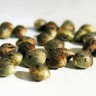 Семена конопли MIX feminised Ganja Seeds