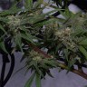 где можно заказать семена конопли Original Blueberry feminised Victory Seeds