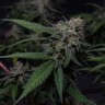 хорошие семена конопли Original Blueberry feminised Victory Seeds