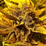 Семена конопли Pepoberry feminised Ganja Seeds