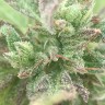 Семена марихуаны Pepoberry feminised Ganja Seeds