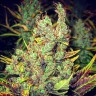Сорта конопли для новичков Pepoberry feminised Ganja Seeds