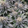 семена конопли Blue Widow feminised Ganja Seeds