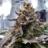 семенам конопли Blue Widow feminised Ganja Seeds