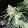 семена конопли курьером Original Lemon Skunk feminised Victory Seeds