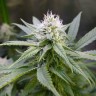 семена культурной конопли купить Original Lemon Skunk feminised Victory Seeds