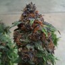 Феминизированные сорта конопли Purple OG