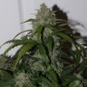 Семена конопли недорого Auto Fast Bud feminised GanjaLiveSeeds