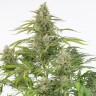 магазин семян конопли Cheese CBD feminised Ganja Seeds