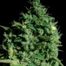 семена конопли интернете Cheese CBD feminised Ganja Seeds