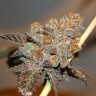 семена конопли курьером Somango feminised Victory Seeds