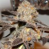 семена конопли марихуаны Somango feminised Victory Seeds