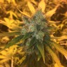 Семена марихуаны Sage n Sour feminised Ganja Seeds