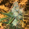 Семена конопли Sage n Sour feminised Ganja Seeds