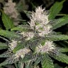 Семена марихуаны Auto Fastberry feminised GanjaLiveSeeds