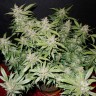 Семена каннабиса Auto Fastberry feminised GanjaLiveSeeds