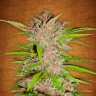 Заказать семена марихуаны Auto Fastberry feminised GanjaLiveSeeds