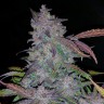 Недорогие семена конопли Auto Fastberry feminised GanjaLiveSeeds