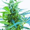 Семена конопли Auto Blue Kush feminised Ganja Seeds