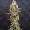 семена конопли цена Critical Jack feminised Ganja Seeds