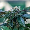 Семена марихуаны Sour Mango feminised Ganja Seeds