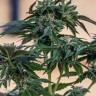 Недорогие семена конопли Sour Mango feminised Ganja Seeds