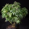 Семена конопли Sour Mango feminised Ganja Seeds