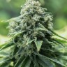 семена конопли в россии Critical Mass CBD feminised Ganja Seeds