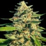 семена конопли отзывы Critical Mass CBD feminised Ganja Seeds