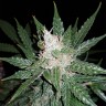 Семена марихуаны Super Mazar feminised Ganja Seeds