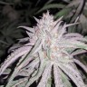 Семена конопли Auto Fruit feminised GanjaLiveSeeds
